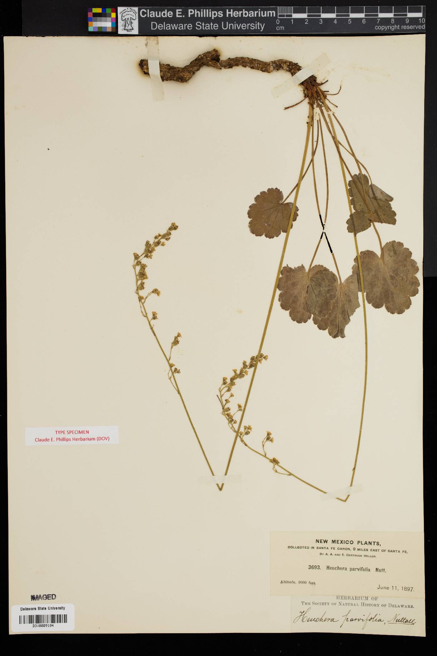 Heuchera flavescens image
