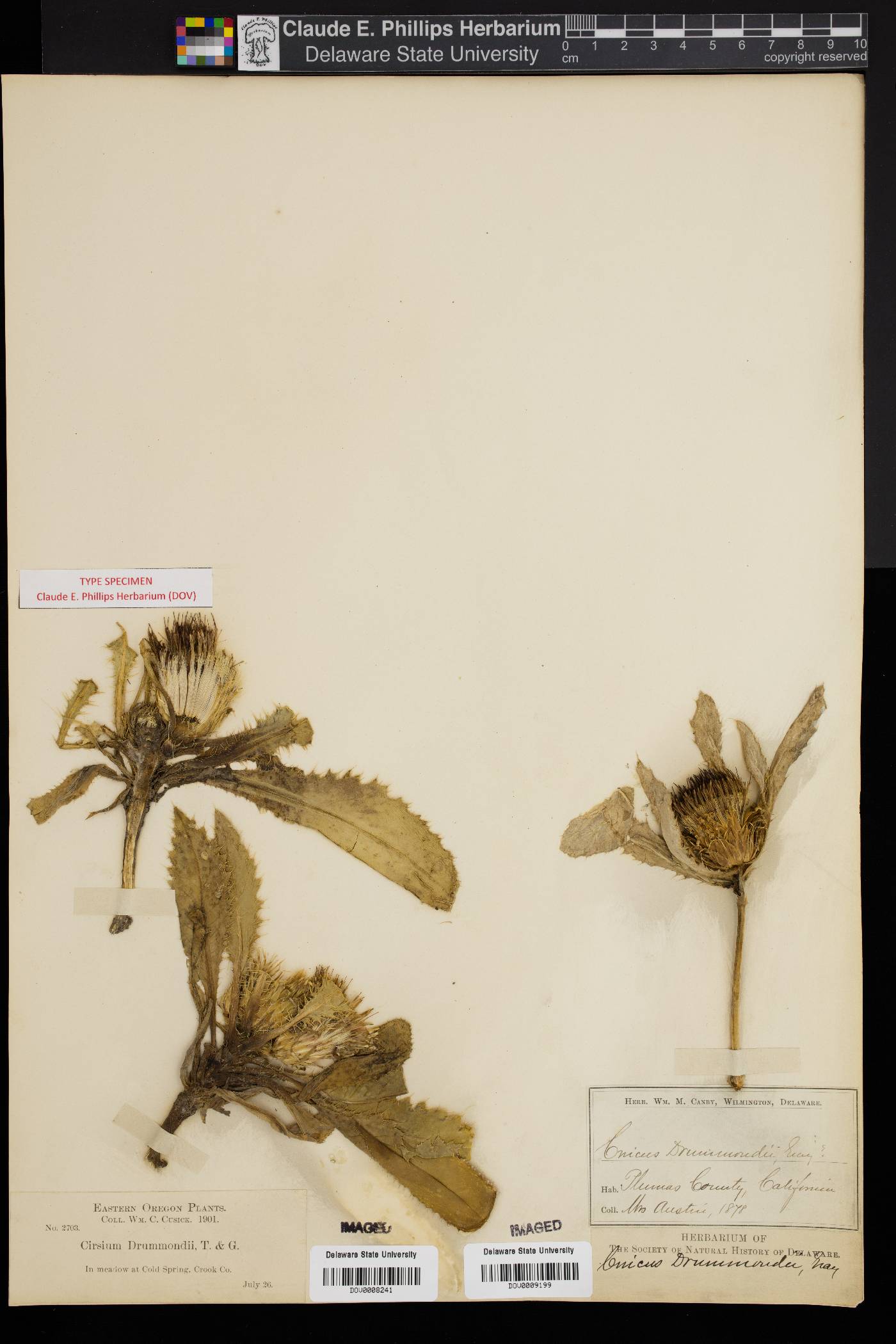 Cirsium drummondii image