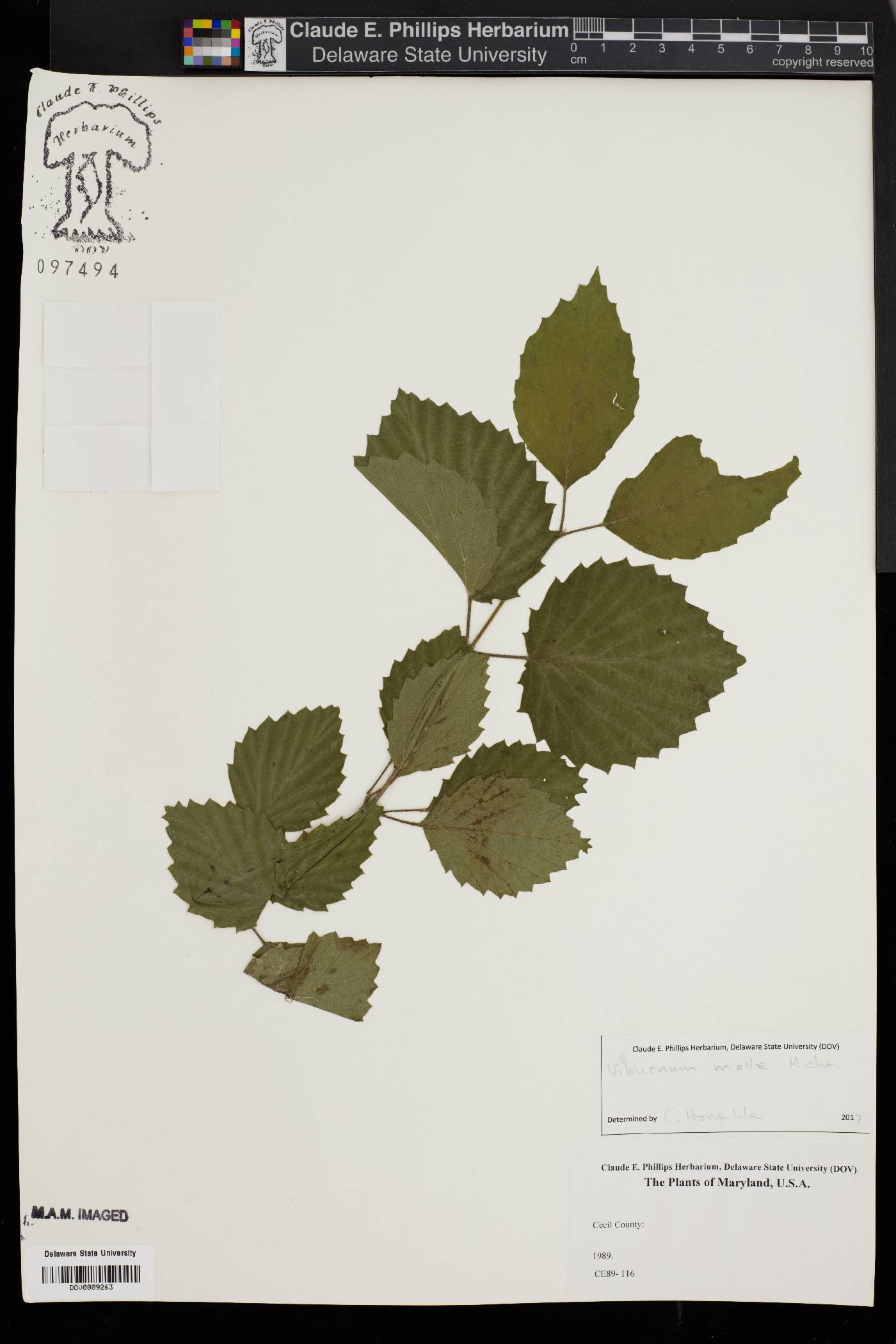 Viburnum molle image