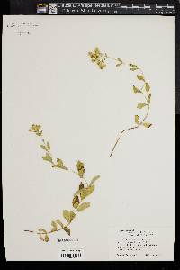 Stevia rebaudiana image