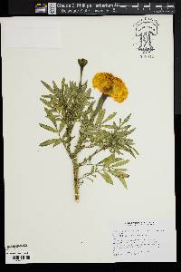 Tagetes erecta image