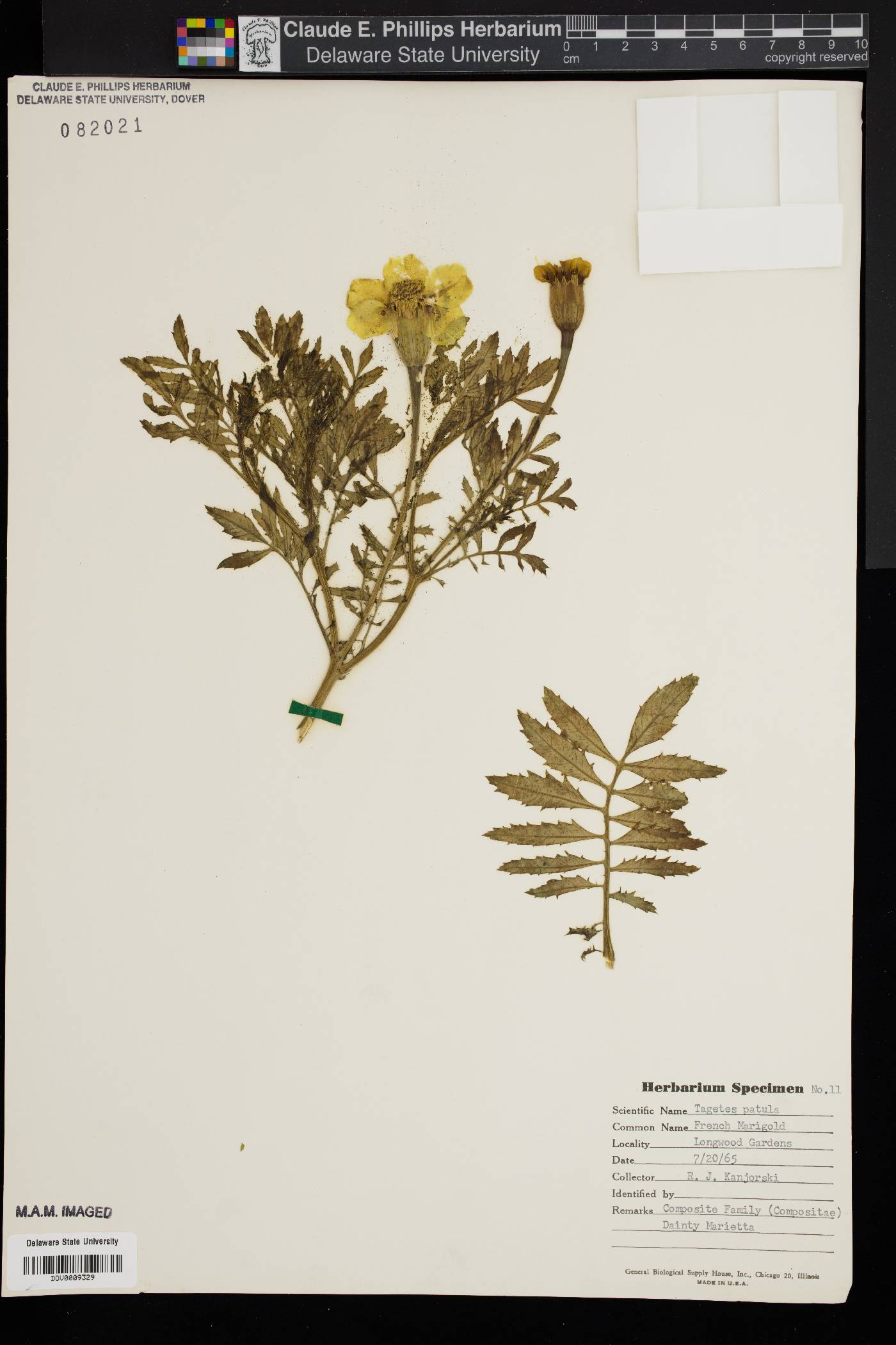 Tagetes patula image