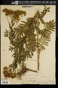 Tanacetum vulgare image