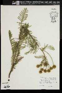 Tanacetum bipinnatum subsp. huronense image