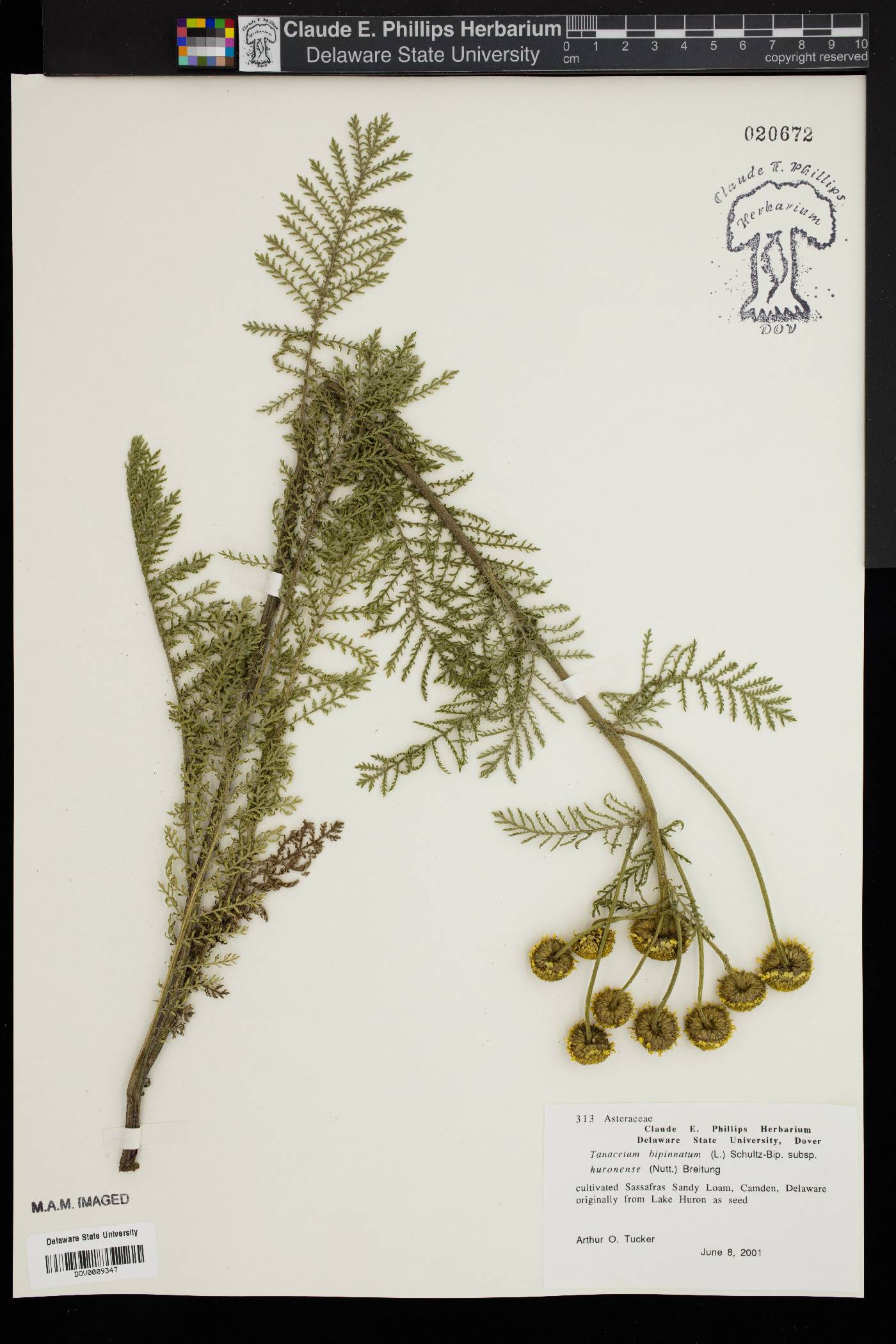 Tanacetum bipinnatum subsp. huronense image