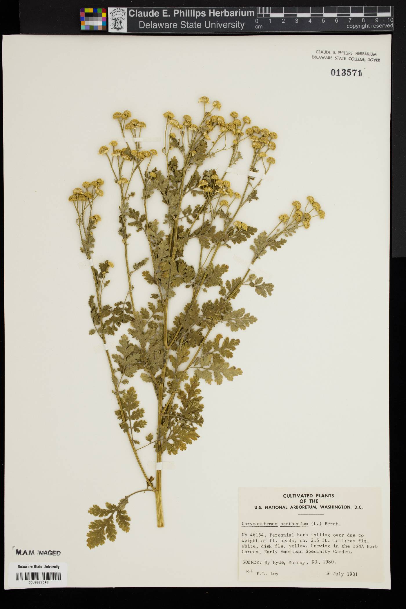 Chrysanthemum parthenium image
