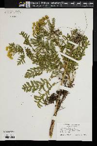 Tanacetum vulgare image