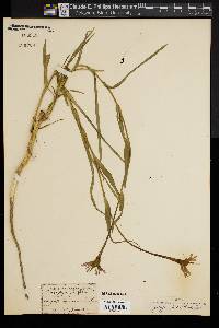Tragopogon crocifolius image