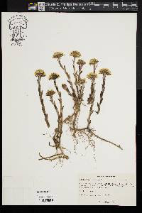 Tussilago farfara image