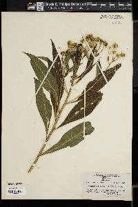 Verbesina alternifolia image