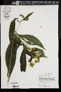 Verbesina alternifolia image