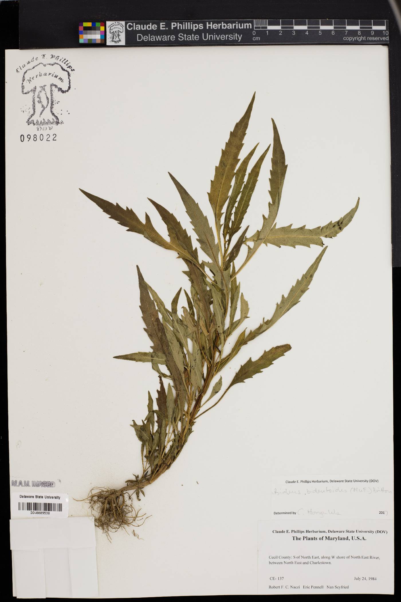 Bidens bidentoides image