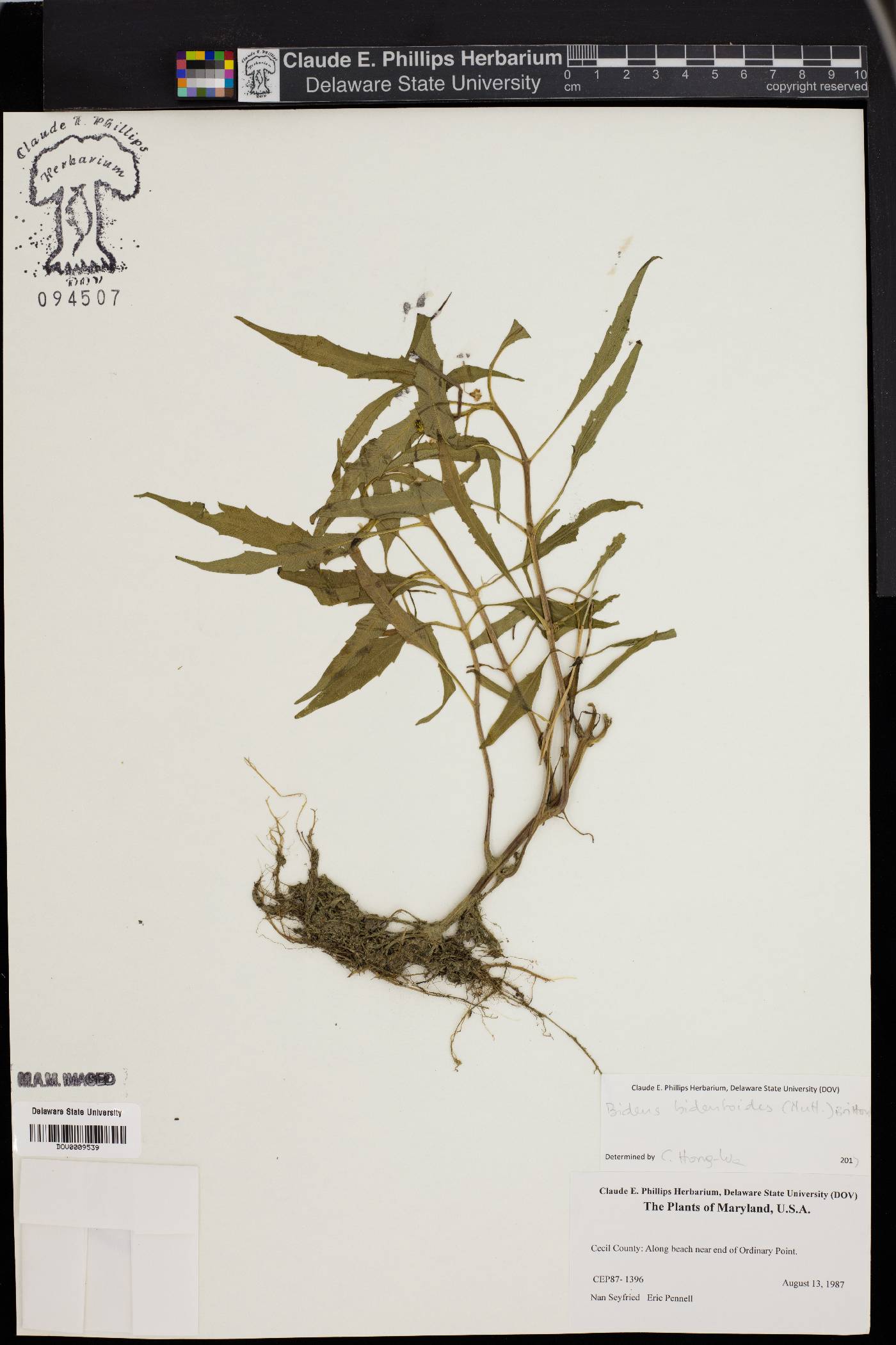 Bidens bidentoides image