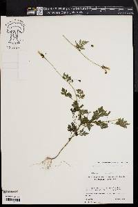 Bidens bipinnata image