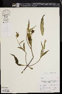 Bidens laevis image