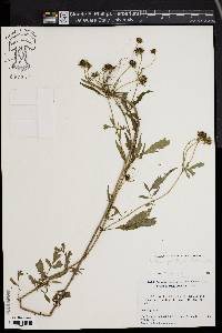 Bidens polylepis image