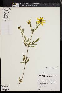 Bidens polylepis image