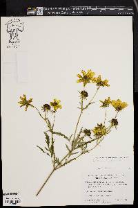 Bidens polylepis image