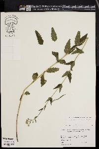 Eupatorium pilosum image