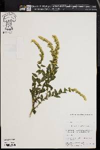 Solidago bicolor image