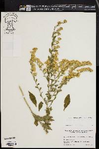 Solidago puberula image