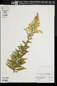 Solidago sempervirens image