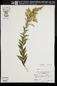 Solidago sempervirens image