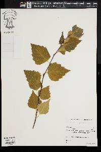 Betula populifolia image