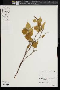 Betula populifolia image