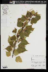 Betula populifolia image