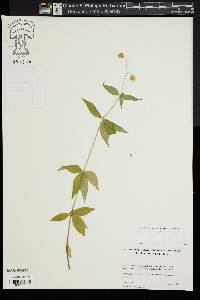 Silene stellata image