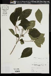 Clethra alnifolia image