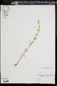 Hypericum canadense image