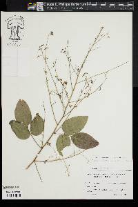 Desmodium laevigatum image