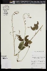 Desmodium laevigatum image