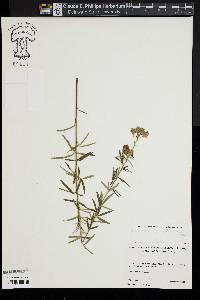 Lespedeza angustifolia image