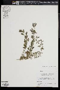 Lespedeza cuneata image