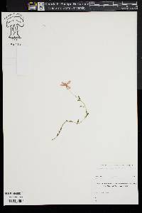 Sabatia campanulata image