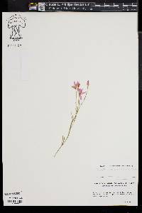 Sabatia campanulata image