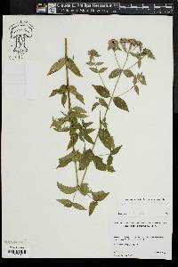 Image of Pycnanthemum setosum