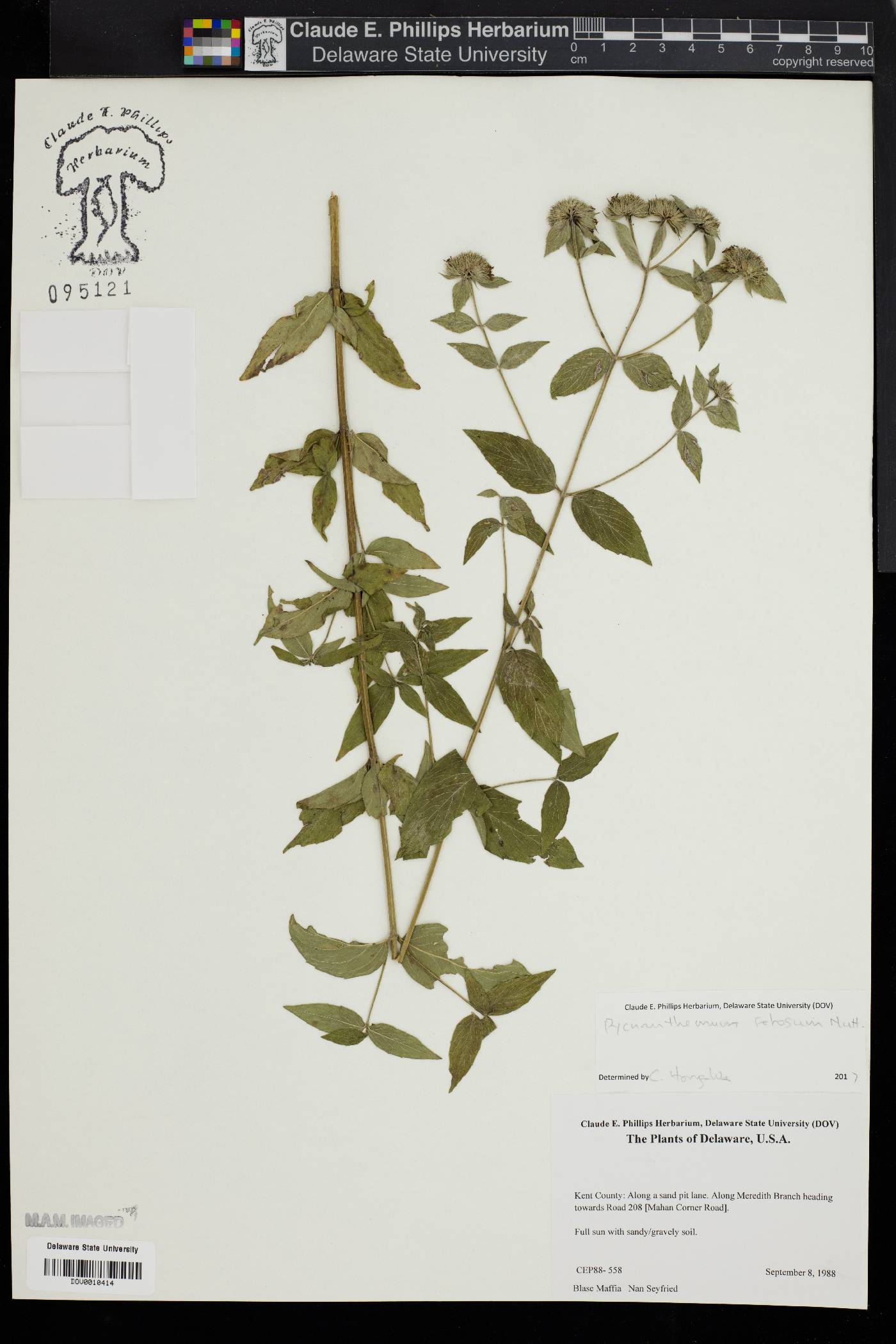 Pycnanthemum setosum image