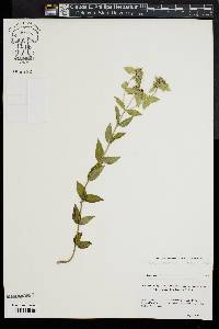 Pycnanthemum setosum image