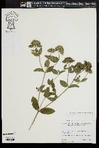 Pycnanthemum setosum image