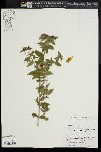 Pycnanthemum setosum image