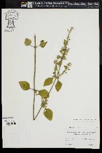 Scutellaria elliptica image