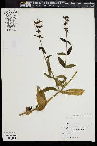 Stachys hispida image