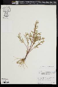 Rotala ramosior image