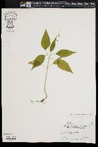 Circaea canadensis image