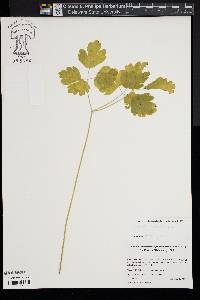 Thalictrum dioicum image