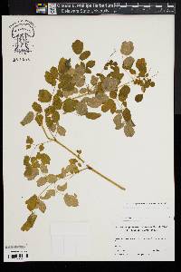 Thalictrum pubescens image